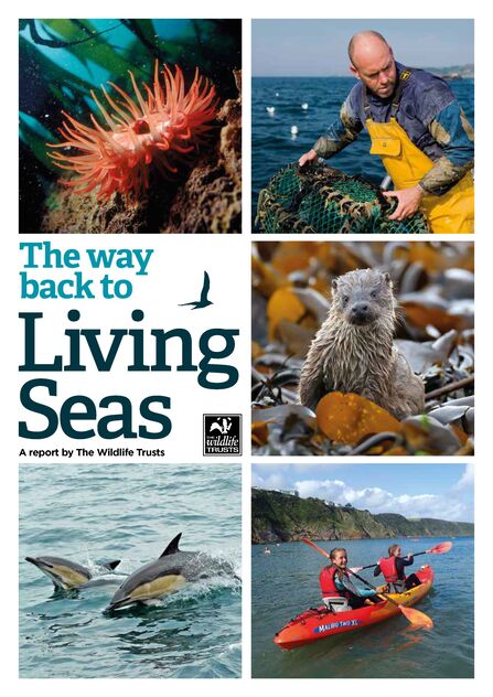 A series of photos: An orange sea anemone in kelp, a lobster potter on a boat bringing up gear, an otter cub sat on a shoreline, two people sat in a sea kayak smiling and two short-beaked common dolphins breaching. Text reads The way back to Living Seas: a report by The Wildlife Trusts