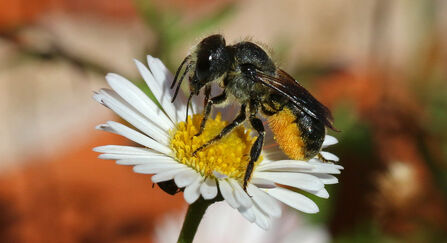 Female orange-vented mason bee on daisy