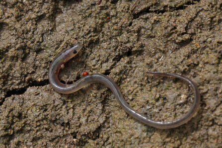European eel