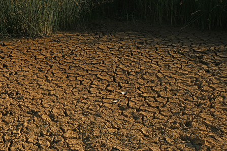 An expanse of dry, cracked earth at a reedbed, the result of a drought