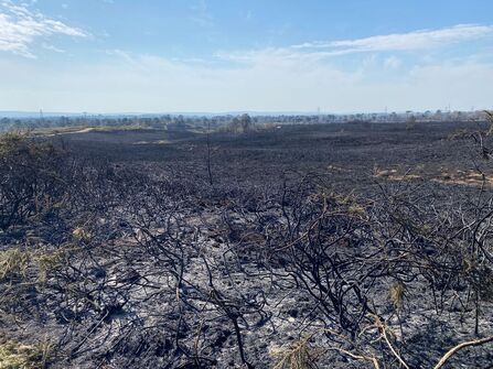 A heathland covered in scorched, black brush with black ash covering the ground