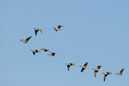 A flock of 11 pink-footed geese flying in formation