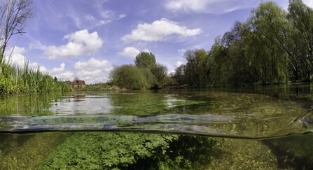 Split level view of the River Itchen, with aquatic plants: Blunt-fruited Water-starwort (Callitriche obtusangula) Itchen Stoke Mill is visible on the left.