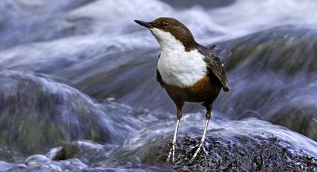 A dipper on the river