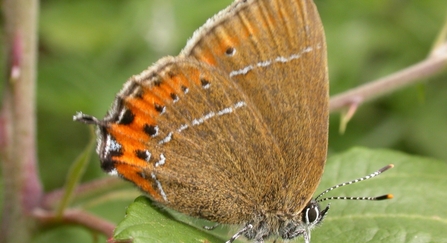 Black hairstreak butterfly