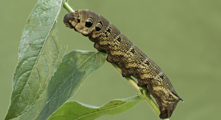 Elephant Hawkmoth, Deilephila elpenor, caterpillar, feeding on Great Willowherb, Norfolk, September