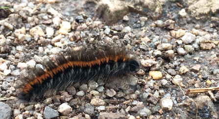 Fox moth caterpillar on tarmac