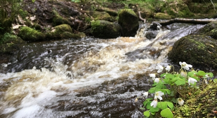 Wood sorrel by a woodland stream, Wyming Brook, Sheffield and Rotherham Wildlife Trust