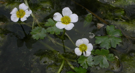 Water crowfoot, tiny white flowers 