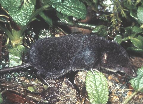 Water shrew