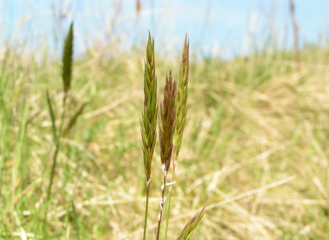 Sweet Vernal-grass