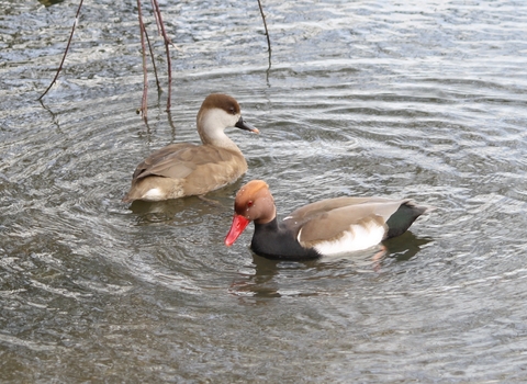 Red-crested pochard pair