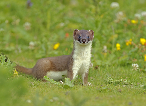 A weasel looking directly into the camera