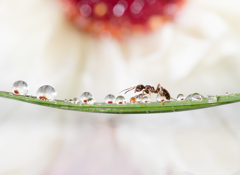 An ant walks across a piece of grass covered in dew drops with a flower in the background