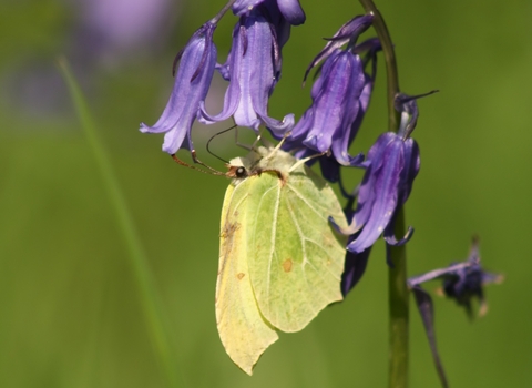 A brimstone butterfly sat on a bluebell