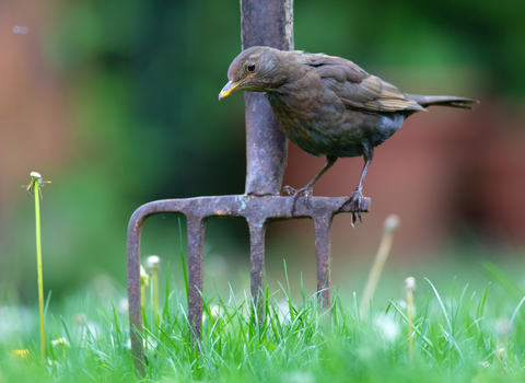 Female blackbird sat on a gardening fork