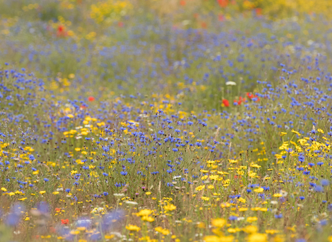 Wildflower meadow with an array of colours