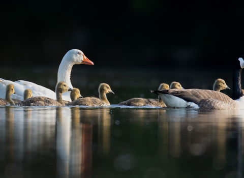 A family of geese on a still lake