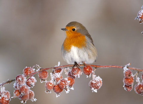 Robin sat on a snow covered branch with red berries