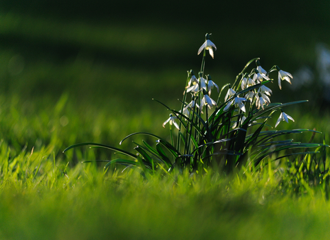 snowdrops