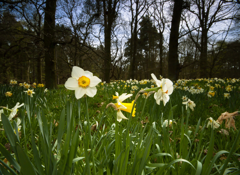 Daffodils in a woodland