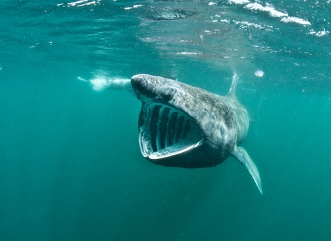 Basking Shark Feeding. Coll, Scotland, UK