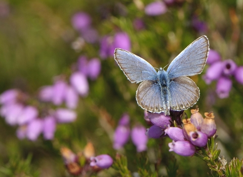 Silver-studded Blue butterfly