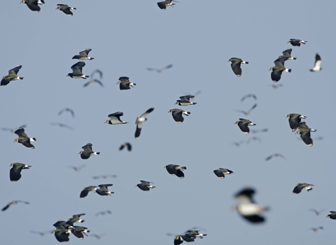 Lapwing flock