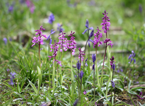 Early Purple Orchid