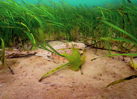 Juvenile undulate ray