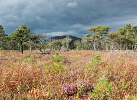 Meathop Moss nature reserve, Cumbria Wildlife Trust