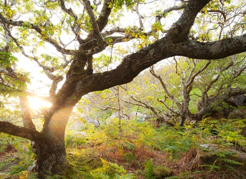 Wonderful woodlands | Wildlife Trusts Wales