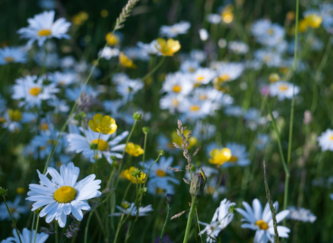 Lowland meadow and pasture