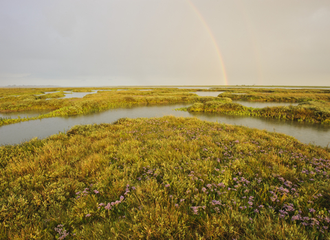 saltmarsh