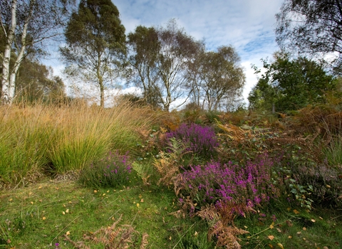 Nottinghamshire Wildlife Trust's Rainworth Heath Nature Reserve