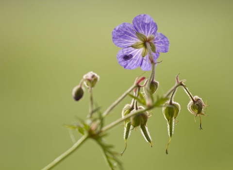 Meadow Crane's-bill