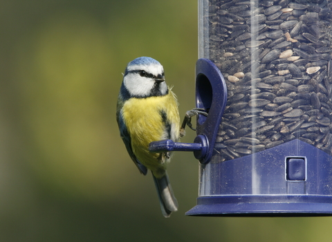 Blue tit (c )Nicholas Watts, Vine House Farm Bird Food