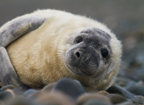 seal pup