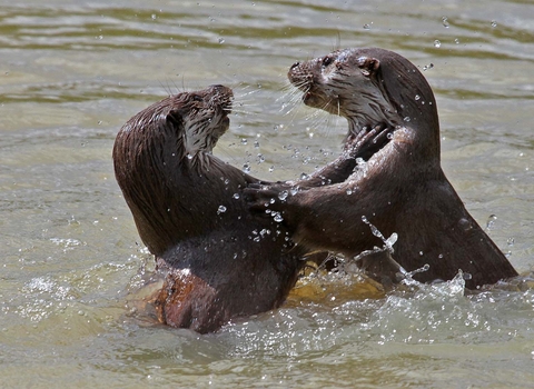 Two otters play fighting in the water, The Wildlife Trusts
