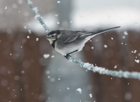 Pied wagtail perched on a washing line as snow falls, The Wildlife Trusts