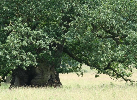 Veteran oak tree in a field, The Wildlife Trusts