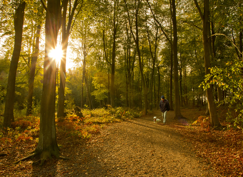 Man walking his dog through an autumn woodland with a low sun shining through the trees, The Wildlife Trusts