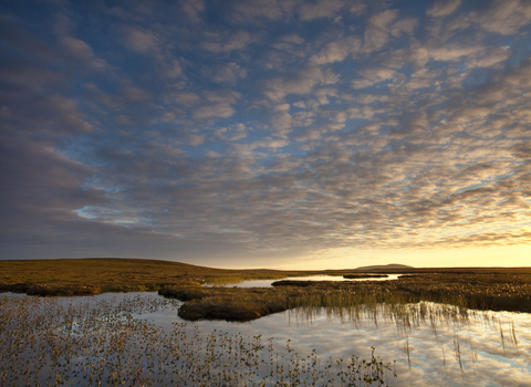 Bogbean growing on a bog peatland at dawn