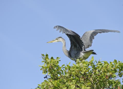 Juvenile grey heron perched on a tree with wings spread, The Wildlife Trusts