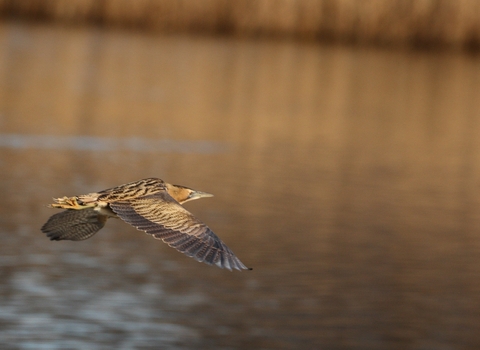 Flying Bittern (c) Tim Stenton