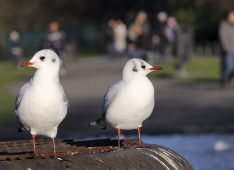 Black Headed Gulls - Nick Upton/2020VISION