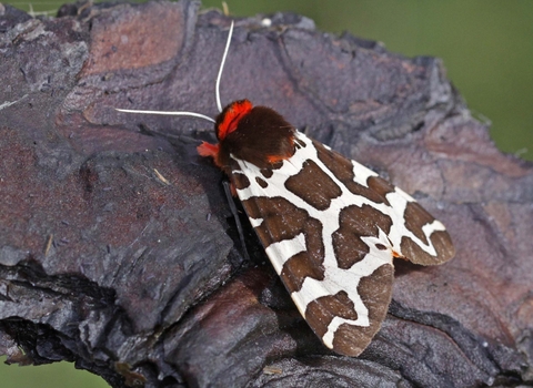 Garden Tiger moth