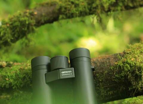 Binoculars on a branch covered in moss