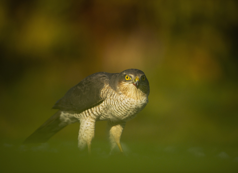 List of bird of prey species recorded at the wetlands.