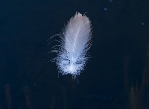 feather